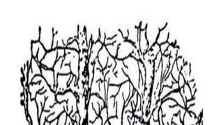 Viral Optical Illusion