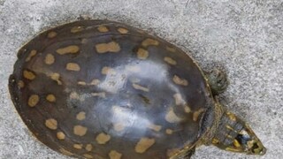 বৃষ্টি হলেই লোকালয়ে দেখা মিলছে কচ্ছপের! আশাবাদী প্রাণীবিদরা 