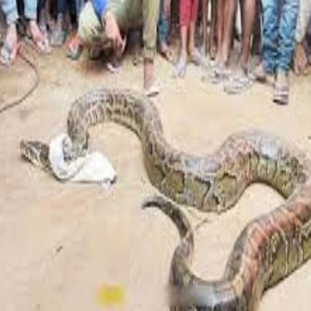 একেবারে ছোটো নয়। ৯ ফুট লম্বা অজগরটি কার্যত এলাকায় ত্রাস হয়ে উঠেছিল। আর তাই তাকে বন্দি করতে বেগ পেতে হয়। বনকর্মীদের পাশাপাশি স্থানীয়রাও উদ্ধারকাজে হাত লাগায়। সেইসময় এলাকায় ভিড়ে ভিড়াক্কার! কোনোক্রমে উদ্ধার করা হয় ৯ ফুটের অজগরকে। উদ্ধারকারী বনকর্মী জানান, আপাতত প্রাথমিক চিকিৎসা করা হবে। কিছু সময় পর্যবেক্ষনের পর আবার ছেড়ে দেওয়া হবে বৈকুণ্ঠপুর জঙ্গলে। উদ্ধারের পরও ছটফটানি কম ছিল না ৯ ফুট লম্বা অজগরটির। উত্তরবঙ্গের ডুয়ার্সের জঙ্গল ঘেঁষা এলাকা ছেড়ে মাঝেমধ্যেই লোকালয়ে ঢুকে পড়ে এই প্রজাতির সাপ। তবে শিলিগুড়ি বা লাগোয়া এলাকায় মাঝেমধ্যে দেখা যায়। 