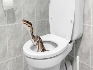 Snake in Toilet