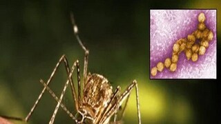 West Nile Virus Culex Mosquito
