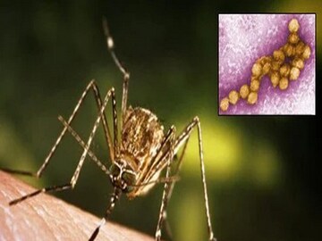 West Nile Virus Culex Mosquito