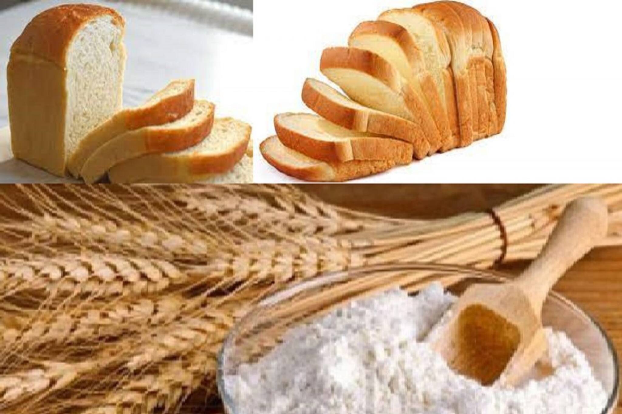 জোর ধাক্কাতে মধ্যবিত্ত! লাগামছাড়া গমের দাম, আটা-রুটি-বিস্কুটের দাম বৃদ্ধি?