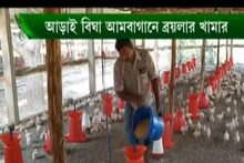 All in All Out পদ্ধতিতে ব্রয়লার মুরগি পালন করে কীভাবে লাভবান হতে পারেন?