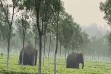 ৬ বছরের শিশুকে পিষে দিল দলছুট হাতি, নকশালবাড়ির চা বাগানে আতঙ্ক ৬ বছরের শিশুকে পিষে দিল দলছুট হাতি, নকশালবাড়ির চা বাগানে আতঙ্ক
