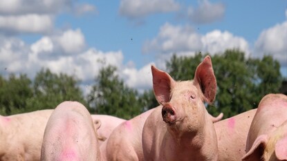 African Swine Fever African Swine Fever