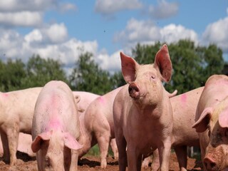 African Swine Fever