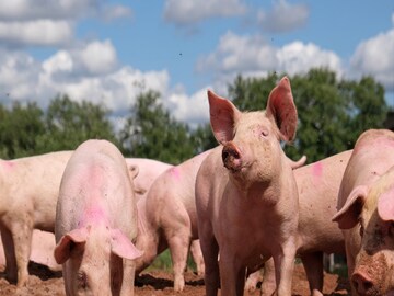African Swine Fever