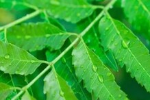 শুধু সংক্রমণ রোখা থেকে ওজন কমানো নয়,পুরুষের যৌনস্বাস্থ্যেরও খেয়াল রাখে নিমপাতা শুধু সংক্রমণ রোখা থেকে ওজন কমানো নয়,পুরুষের যৌনস্বাস্থ্যেরও খেয়াল রাখে নিমপাতা