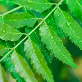 শুধু সংক্রমণ রোখা থেকে ওজন কমানো নয়,পুরুষের যৌনস্বাস্থ্যেরও খেয়াল রাখে নিমপাতা