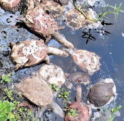 Tortoise Death