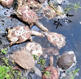 Tortoise Death