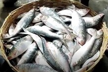 Hilsa: খুশির খবর! মরশুমের প্রথমেই শয়ে শয়ে ইলিশ ঢুকল ডায়মন্ড হারবার আড়তে Hilsa: খুশির খবর! মরশুমের প্রথমেই শয়ে শয়ে ইলিশ ঢুকল ডায়মন্ড হারবার আড়তে