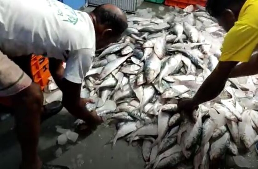 এই খবরে মৎস্যজীবীদের পাশাপাশি খুশি ইলিশ প্রেমী বাঙালিও। এই সময়টার জন্য অপেক্ষা করে থাকে মাছে ভাতে বাঙালি। বর্ষায় একথালা খিচুড়ি ও ইলিশ মাছ ভাজাতেই তো রয়েছে রসনা তৃপ্তির চাবিকাঠি। 