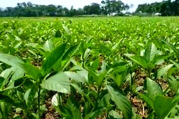 পাটের