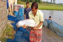 মাথাভাঙ্গাতেই চাষ হচ্ছে চিতল! জামাই ষষ্ঠীতে এবার টাটকা-তাজা চিতলের স্বাদ