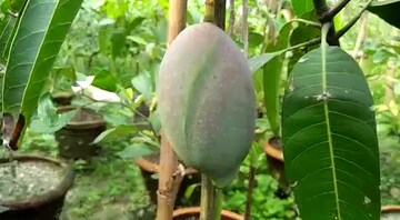লোচা