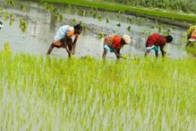 বর্ষা আসতে আরও দেরি হলে ক্ষতি হতে পারে চাষের বর্ষা আসতে আরও দেরি হলে ক্ষতি হতে পারে চাষের