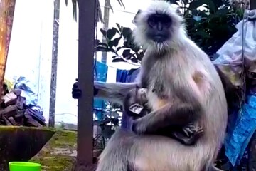 শাবক