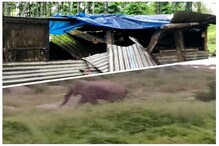 হাতির হানা ডুয়ার্স জুড়ে, ভাঙছে বাড়িঘর! ভয়ঙ্কর অবস্থা হাতির হানা ডুয়ার্স জুড়ে, ভাঙছে বাড়িঘর! ভয়ঙ্কর অবস্থা