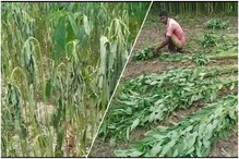 বৃষ্টির দেখা নেই, মাঠে পুড়ছে পাট, মাথায় হাত কৃষকে বৃষ্টির দেখা নেই, মাঠে পুড়ছে পাট, মাথায় হাত কৃষকে