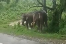 রোজ রাত বাড়লেই হাতির হানা! আতঙ্কে ঘুম উড়েছে আলিপুরদুয়ারবাসীর রোজ রাত বাড়লেই হাতির হানা! আতঙ্কে ঘুম উড়েছে আলিপুরদুয়ারবাসীর
