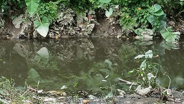 সরস্বতী