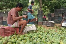 মালদহের আট রকমের আম মিলছে এবার কলকাতার আম মেলায় মালদহের আট রকমের আম মিলছে এবার কলকাতার আম মেলায়