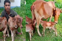 কেন গরু দেখতে ভিড় জমাচ্ছেন সাধারণ মানুষ! কেন গরু দেখতে ভিড় জমাচ্ছেন সাধারণ মানুষ!