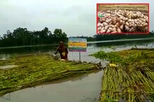 বিশেষ পদ্ধতিতে পাট পচানোর প্রশিক্ষণ জেলার চাষীদের
