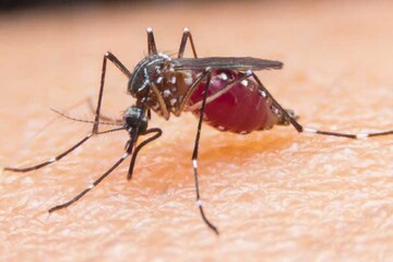 মশা কাদের বেশি কামড়ায়? এই ৭টি কারণে মশারা নির্দিষ্ট কিছু মানুষকে ছেঁকে ধরে