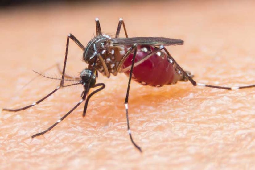 মশার কামড় থেকে নানা রোগ হতে পারে একথা সকলেরই জানা। ডেঙ্গু, ম্যালেরিয়ার মতো রোগ এড়াতে মশার কামড় থেকে বাাঁচা প্রয়োজন। তবে মশার কামড় খায়নি এমন মানুষ খুঁজে পাওয়া কঠিন। কিন্তু লক্ষ্য করলে দেখা যাবে, মশার কামড় কিছু মানুষকে তুলনায় বেশি কামড়ায়। ভিড়ের মধ্যে বসে আছেন অনেকেই। কিন্তু দেখা যাচ্ছে, তার মধ্যে দু-একজনকেই ছেঁকে ধরেছে মশা। কেন এমন হয় জানেন? মশার কামড় থেকে নানা রোগ হতে পারে একথা সকলেরই জানা। ডেঙ্গু, ম্যালেরিয়ার মতো রোগ এড়াতে মশার কামড় থেকে বাাঁচা প্রয়োজন। তবে মশার কামড় খায়নি এমন মানুষ খুঁজে পাওয়া কঠিন। কিন্তু লক্ষ্য করলে দেখা যাবে, মশার কামড় কিছু মানুষকে তুলনায় বেশি কামড়ায়। ভিড়ের মধ্যে বসে আছেন অনেকেই। কিন্তু দেখা যাচ্ছে, তার মধ্যে দু-একজনকেই ছেঁকে ধরেছে মশা। কেন এমন হয় জানেন?