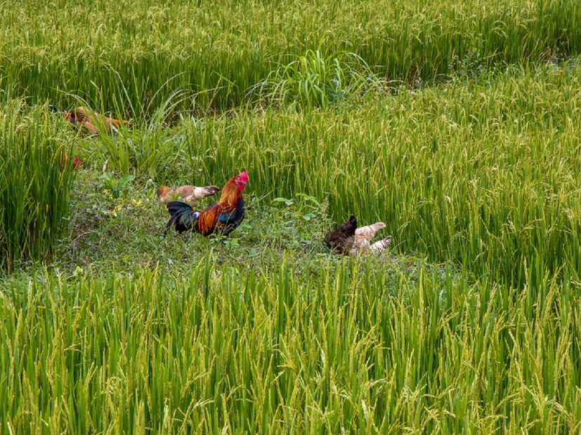 ৮৯টি দেশের ৬০০টি জায়গায় পরীক্ষা নিরীক্ষা চালিয়েছিল গবেষকদের একটি দল। তাঁরা মুরগির কঙ্কালের হাড়ের পরীক্ষা করেছেন। থাইল্যান্ড থেকে একটি মুরগির হাড় উদ্ধার হয়েছে যা খ্রীষ্ট পূর্ব ১৬৫০ সালের।