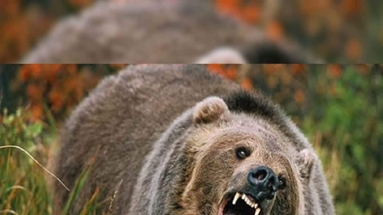 Sloth Bear Attack: মানুষ মেরে মাংস খাচ্ছে ভাল্লুক! গ্রামের মধ্যে এই