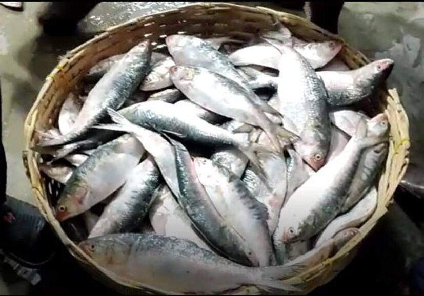 সমুদ্রে মাছ ধরায় টানা ৬১ দিনের নিষেধাজ্ঞার মেয়াদ শেষ হয়েছে অবশেষে। খুশির মেজাজ মৎস্যজীবী মহলে। তাঁরা আরও খুশি, কারণ মরশুমের শুরুতেই কাতারে কাতারে ইলিশ ঢুকেছে আড়তে। 