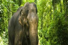 হাতির পায়ে পিষে মৃত্যু বৃদ্ধার, পরে মৃতদেহও পিষে দিল দাঁতাল! চাঞ্চল্যকর কাণ্ড হাতির পায়ে পিষে মৃত্যু বৃদ্ধার, পরে মৃতদেহও পিষে দিল দাঁতাল! চাঞ্চল্যকর কাণ্ড