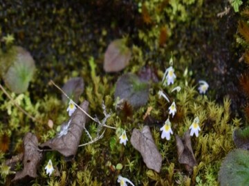 Carnivorous Plant in Uttarakhand
