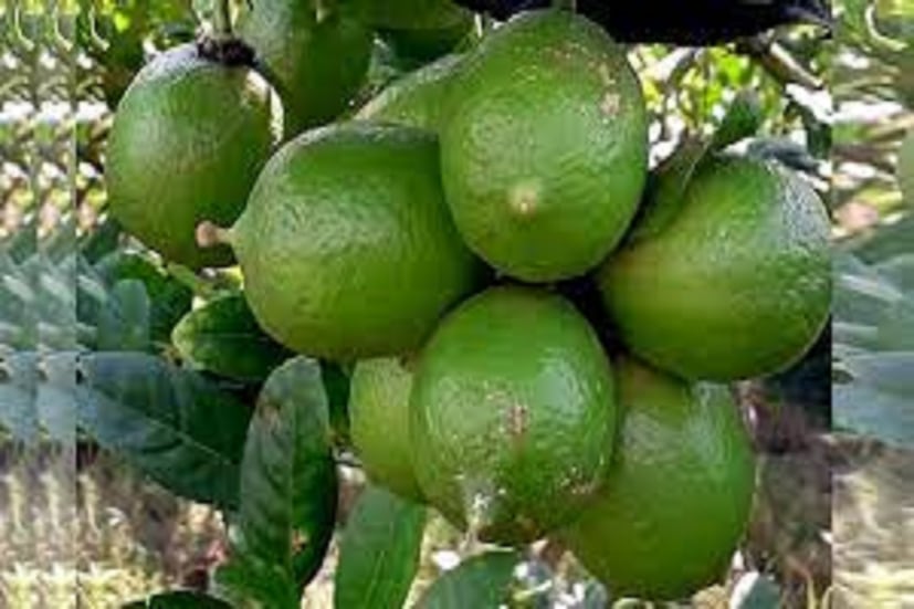 লেবুতে ২.৪ গ্রাম ফাইবার প্রচুর পরিমাণে ডায়বেটিস (Diabetes) রোগীদের জন্য হার্টের সমস্যা সৃষ্টি করতে সেই সমস্যা থেকে মুক্তি দেয় লেবু ৷ প্রতীকী ছবি ৷