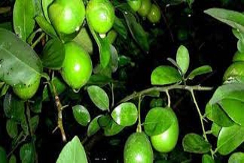 এই কারণেই সুগারের রোগীদের জন্য লেবু অত্যন্ত প্রয়োজনীয় ৷ লেবু আসলে গ্লাইসেমিক ইনডেক্স (glycemic index) যুক্ত খাবার ৷ লেবুতে ভিটামিন সি থাকে তা সুগারের পক্ষে অত্যন্ত ভাল ৷ প্রতীকী ছবি ৷