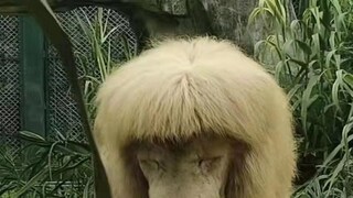Viral Lion Hairstyle