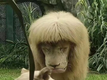 Viral Lion Hairstyle