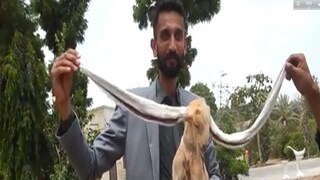 World's Longest Ear Goat