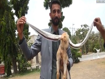 World's Longest Ear Goat