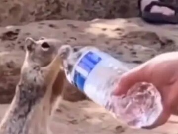 Viral Video