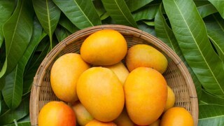 সারা বছর ধরে যদি আম খাওয়া যেত কী ভালোই না হত সারা বছর ধরে যদি আম খাওয়া যেত কী ভালোই না হত