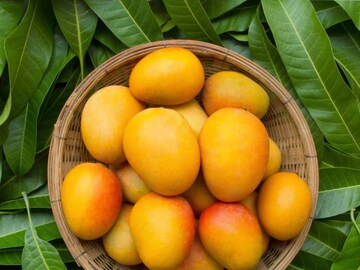 সারা বছর ধরে যদি আম খাওয়া যেত কী ভালোই না হত