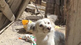 Viral :পাকটিকা প্রদেশের গায়ান এলাকায় ওচকি গ্রামে এই ভিডিওটি ক্যামেরাবন্দি করা হয়েছে৷