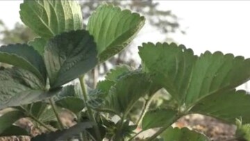 স্ট্রবেরি