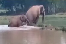 শালবনিতে ১২টি দাঁতাল হাতির তাণ্ডবে আতঙ্কে স্থানীয়রা, মৃত্যু এক জনের, রইল ভিডিও শালবনিতে ১২টি দাঁতাল হাতির তাণ্ডবে আতঙ্কে স্থানীয়রা, মৃত্যু এক জনের, রইল ভিডিও
