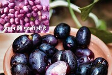 রোগা হবেন? ডায়াবেটিস নিয়ন্ত্রণে রাখবেন? কালোজাম খেয়ে এর বীজ ভুলেও ফেলবেন না